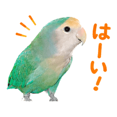 This is  stamp of a lovebird