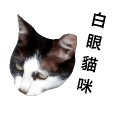 Judy cat