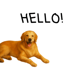 A day of Golden Retriever