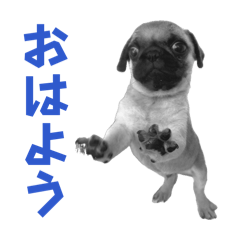 パグのJくん
