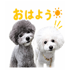 Cute Poodle Stickers the best1