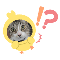 mamemame31_20260426132845