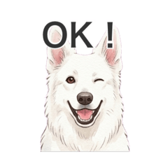 elvis_20260421112521