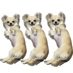 annin_20260426171255