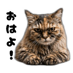 KAZUMI_20260426163209