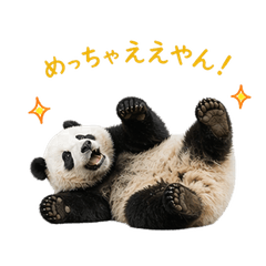 Panda speak Kansai dialect