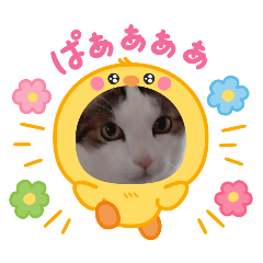 whitesparrow_20260426114451