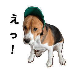 hayatomic_20260426115529