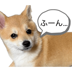 sadawo_20260426115251