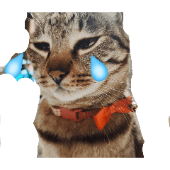 Charlie&uni_20260426174009