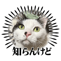 Kumiko_20260426174027