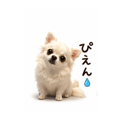 Chiroru the Fluffy Chihuahua