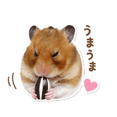 Hamster Hana-chan