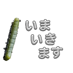 Kaisei_20260426120716