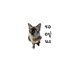 disakon