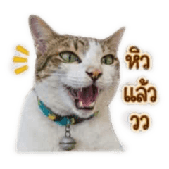 Thungngern cat