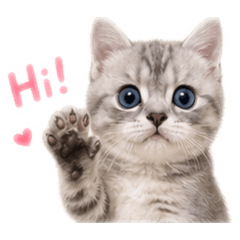 小灰喵の可愛日記