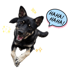 米克斯狗狗Lucky 的日常