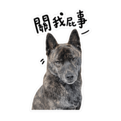 洪發柴之關我屁事···