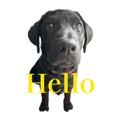 Hachi_20260426122842