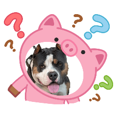 jeawshop_20260426192533