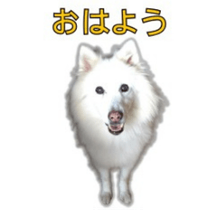 40 Everyday White Dog Stickers