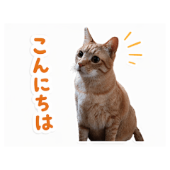 NekoNeko- Daily Chat Stickers