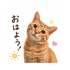 Neko Neko-- Daily Chat Stickers