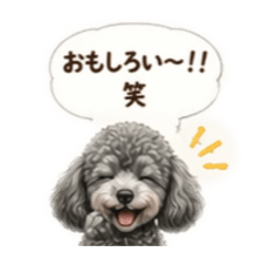 My Pretty toy poodle