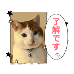 まーさんちのネコ　2