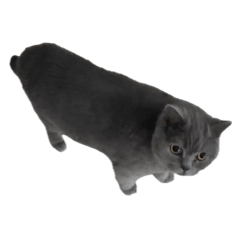 ぽっちゃり猫。