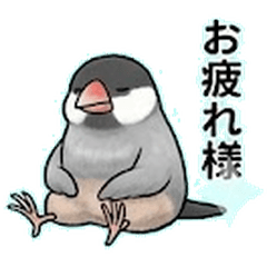 Stoic Sparrow: The Sporty Void