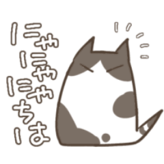tuxede cat Chiwa