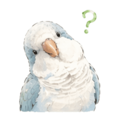 Fluffy Blue Quaker Parrot Daily 1