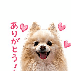 my dog mariru