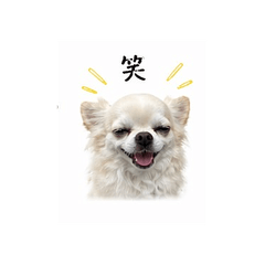 Chiroru the Fluffy Chihuahua Vol.2