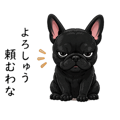 Kuro the Grumpy French Bulldog