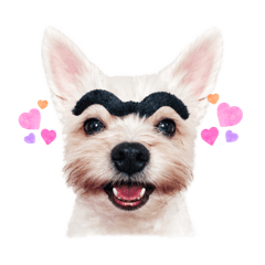 小乖麥的日常3-Cute Mixed-Breed Dog Daily