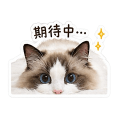 布偶貓輝達的小日常♡