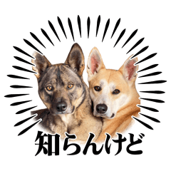 okome_20260426141319