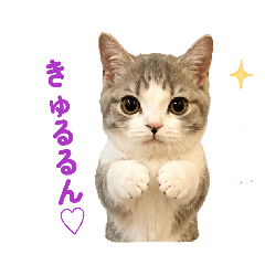 Cat Life_20260426141426