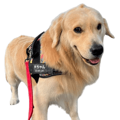 I'm Dai. I'm a Golden Retriever.