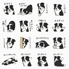 A casual greeting from a Border Collie