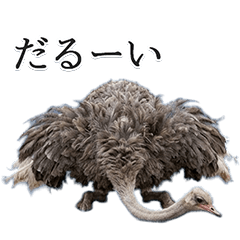 Useful! Ostrich