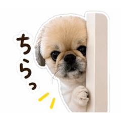 sotanaka_20260425002354