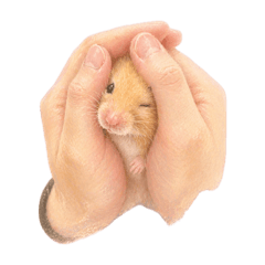 林鼠球日常 第一彈