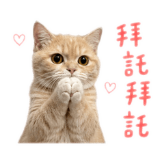 勁寶的實用貼圖