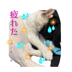 Chousen_20260426151955