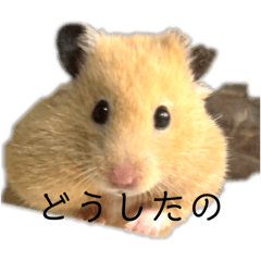 hamuhamu_20260426152014