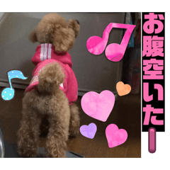 Aripoke_20260426151809